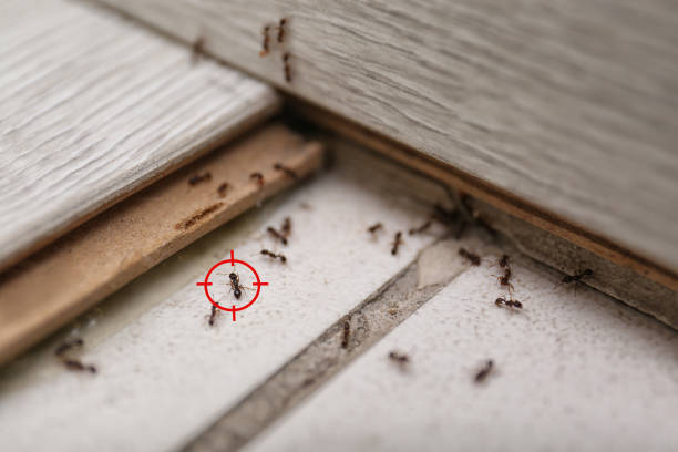 Best Commercial Pest Control Services  in New Buffalo, MI