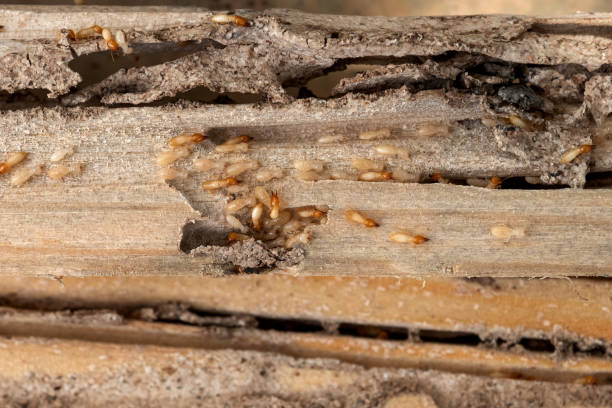 Best Mosquito Control Services  in New Buffalo, MI